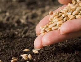 Посевная площадь в Тюменской области увеличится на 10 тысяч гектаров