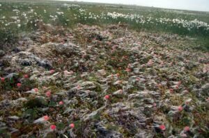 Ямал вновь преподнес археологическую сенсацию