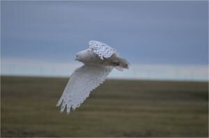 В арктической тундре стало больше леммингов и белых сов