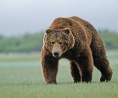 Медведь сорвал учения НАТО, напугав 3000 финских солдат