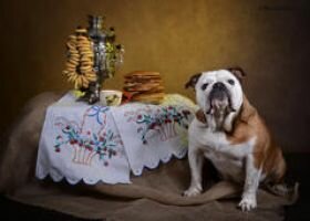 Самый популярный российский бульдог Карамелька призывает хозяев и их питомцев торжественно отметить Всемирный День животных