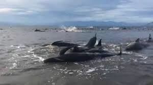 В Новой Зеландии выбросились на берег более 400 китов