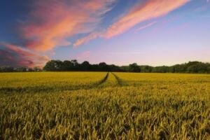 России грозит неурожай из-за аномальной погоды